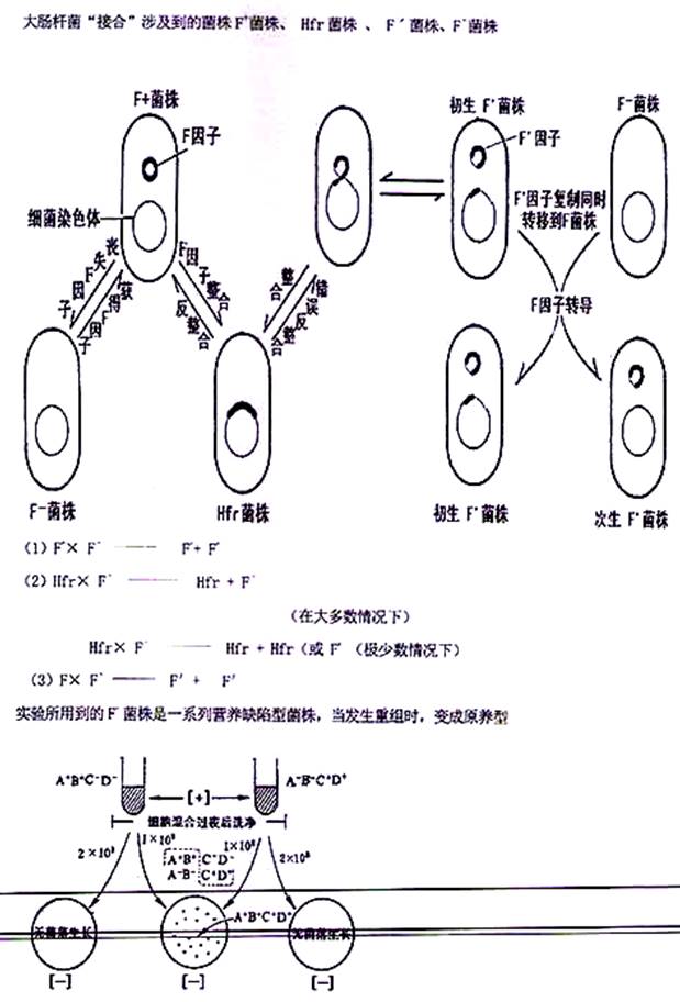 说明: \\sc0019\电子书与题库制作\运营共享\！【预售考研全套】\【院校真题汇编更新】\！【河北科技大学】（兼职可做）【项荣荣正在清理】\！桂林理工大学已更新至2020年真题\【新书，有全套】河北科技大学《818微生物学》历年考研真题汇编\818微生物学【B】2016\7.jpg