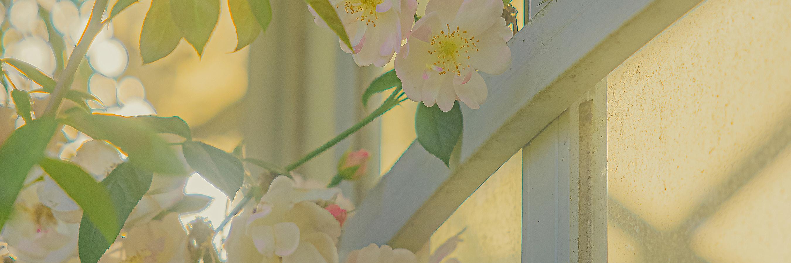 文章封面图片的替代文本